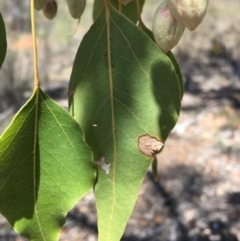 Brachychiton populneus subsp. populneus at Yarralumla, ACT - 25 Nov 2018