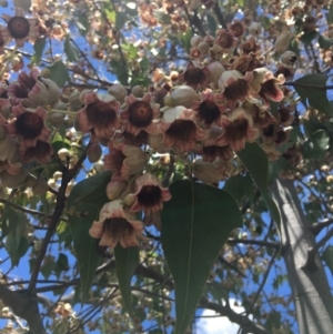 Brachychiton populneus subsp. populneus at Yarralumla, ACT - 25 Nov 2018