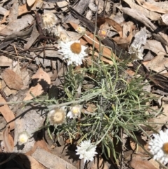 Leucochrysum albicans subsp. tricolor (Hoary Sunray) at Yarralumla, ACT - 25 Nov 2018 by KL