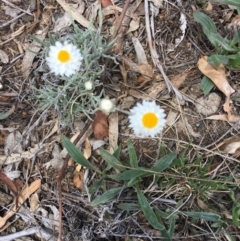 Leucochrysum albicans subsp. tricolor at Yarralumla, ACT - 25 Nov 2018 01:28 PM