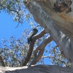 Callocephalon fimbriatum (Gang-gang Cockatoo) at Yarralumla, ACT - 25 Nov 2018 by KL