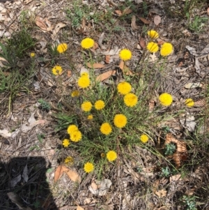 Rutidosis leptorhynchoides at Yarralumla, ACT - 25 Nov 2018