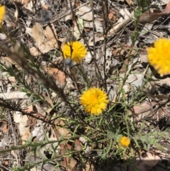 Rutidosis leptorhynchoides at Yarralumla, ACT - 25 Nov 2018