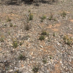 Rutidosis leptorhynchoides at Yarralumla, ACT - 25 Nov 2018