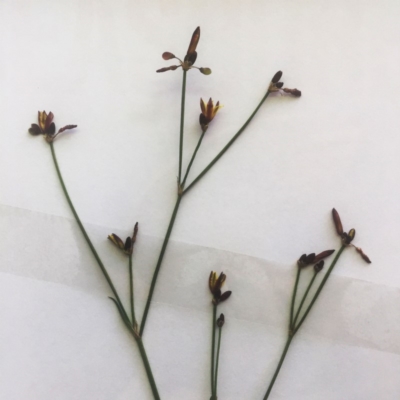 Tricoryne elatior (Yellow Rush Lily) at Garran, ACT - 24 Nov 2018 by ruthkerruish