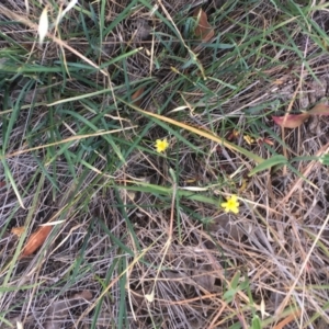 Tricoryne elatior at Garran, ACT - 24 Nov 2018