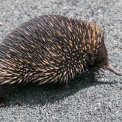 Tachyglossus aculeatus (Short-beaked Echidna) at Tidbinbilla Nature Reserve - 25 Nov 2018 by SWishart