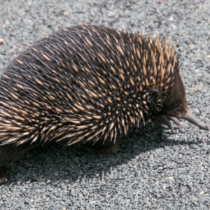 Tachyglossus aculeatus at Paddys River, ACT - 25 Nov 2018