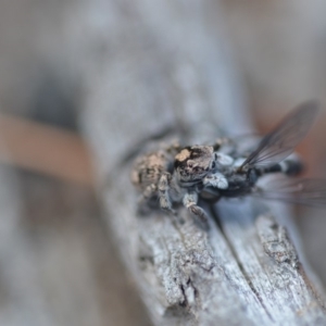 Euophryinae sp.(Undescribed) (subfamily) at Wamboin, NSW - 24 Nov 2018 03:08 PM