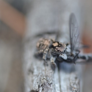 Euophryinae sp.(Undescribed) (subfamily) at Wamboin, NSW - 24 Nov 2018 03:08 PM