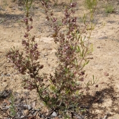 Dodonaea viscosa subsp. angustissima (Hop Bush) at Lower Cotter Catchment - 25 Nov 2018 by jeremyahagan