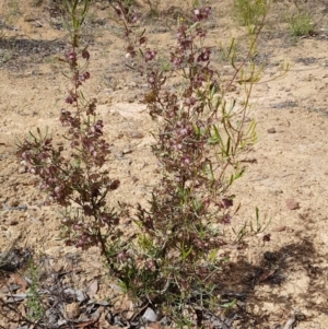 Dodonaea viscosa subsp. angustissima at Coree, ACT - 25 Nov 2018 03:17 PM