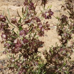 Dodonaea viscosa subsp. angustissima at Coree, ACT - 25 Nov 2018 03:17 PM