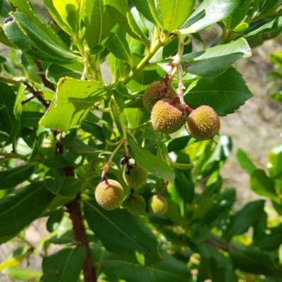 Arbutus unedo (Strawberry Tree) at Coree, ACT - 25 Nov 2018 by jeremyahagan