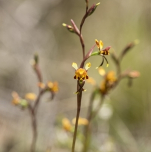 Diuris semilunulata at Cotter River, ACT - suppressed