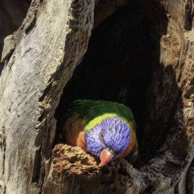 Trichoglossus moluccanus (Rainbow Lorikeet) at Hughes, ACT - 24 Nov 2018 by JonSteinbeck