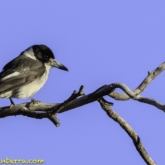 Cracticus torquatus (Grey Butcherbird) at Hughes, ACT - 24 Nov 2018 by BIrdsinCanberra