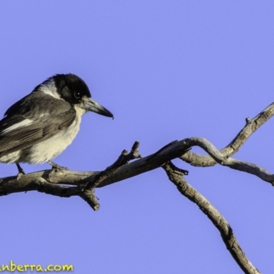 Cracticus torquatus (Grey Butcherbird) at Hughes, ACT - 24 Nov 2018 by BIrdsinCanberra