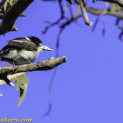 Cracticus torquatus at Hughes, ACT - 24 Nov 2018 07:03 AM