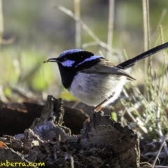 Malurus cyaneus (Superb Fairywren) at Deakin, ACT - 24 Nov 2018 by JonSteinbeck