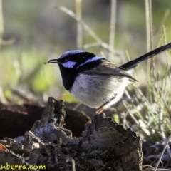 Malurus cyaneus (Superb Fairywren) at Deakin, ACT - 23 Nov 2018 by BIrdsinCanberra