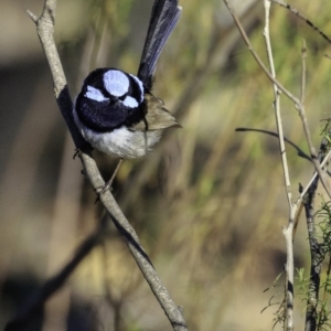 Malurus cyaneus at Deakin, ACT - 24 Nov 2018