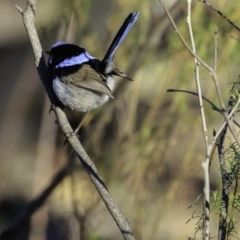 Malurus cyaneus at Deakin, ACT - 24 Nov 2018