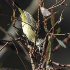 Acanthiza chrysorrhoa (Yellow-rumped Thornbill) at Deakin, ACT - 23 Nov 2018 by BIrdsinCanberra