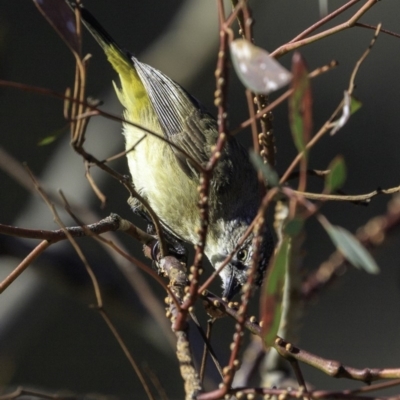 Acanthiza chrysorrhoa (Yellow-rumped Thornbill) at Deakin, ACT - 24 Nov 2018 by JonSteinbeck
