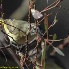 Acanthiza chrysorrhoa at Deakin, ACT - 24 Nov 2018 08:18 AM