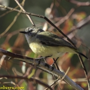 Acanthiza chrysorrhoa at Deakin, ACT - 24 Nov 2018 08:18 AM