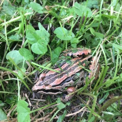 Limnodynastes peronii (Brown-striped Frog) at Sanctuary Point, NSW - 25 Nov 2018 by EmmCrane