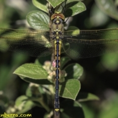 Hemicordulia tau (Tau Emerald) at Hughes, ACT - 24 Nov 2018 by JonSteinbeck