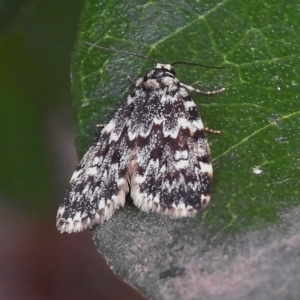 Halone coryphoea at Wanniassa, ACT - 25 Nov 2018