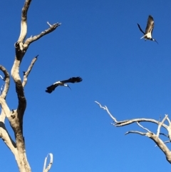 Threskiornis spinicollis (Straw-necked Ibis) at Hughes, ACT - 25 Nov 2018 by KL