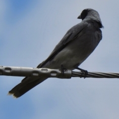 Coracina novaehollandiae (Black-faced Cuckooshrike) at Aranda, ACT - 24 Nov 2018 by KMcCue