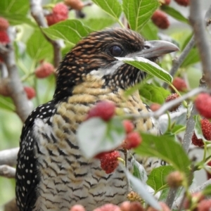 Eudynamys orientalis at Aranda, ACT - 24 Nov 2018