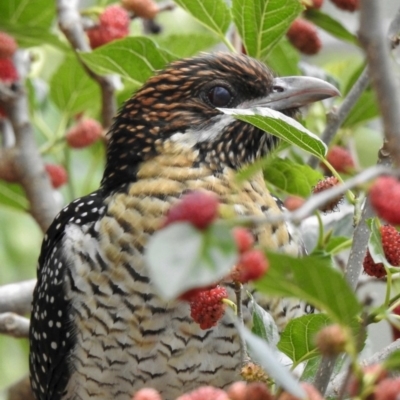 Eudynamys orientalis (Pacific Koel) at Aranda, ACT - 24 Nov 2018 by KMcCue