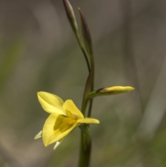 Diuris monticola (Highland Golden Moths) at Cotter River, ACT - 25 Nov 2018 by GlenRyan