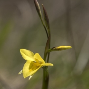 Diuris monticola at Cotter River, ACT - suppressed