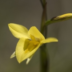 Diuris monticola at Cotter River, ACT - suppressed