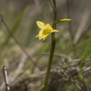 Diuris monticola at Cotter River, ACT - suppressed