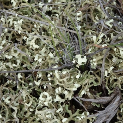 Xanthoparmelia semiviridis at Cooma Grasslands Reserves - 16 Nov 2018 by JanetRussell