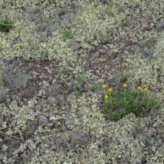 Xanthoparmelia semiviridis at Cooma, NSW - 17 Nov 2018