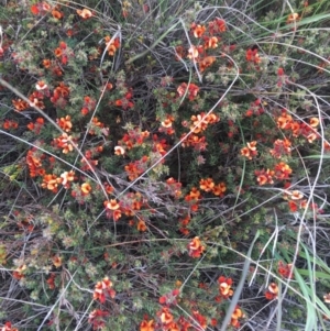 Pultenaea subspicata at Delegate, NSW - 25 Nov 2018 05:53 PM