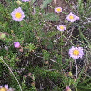 Brachyscome rigidula at Delegate, NSW - 25 Nov 2018