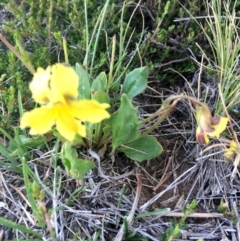 Goodenia paradoxa (Spur Goodenia) at Delegate, NSW - 25 Nov 2018 by BlackFlat