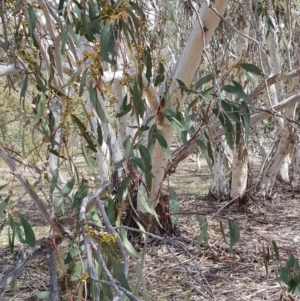 Eucalyptus pauciflora at Black Flat at Corrowong - 22 Nov 2018