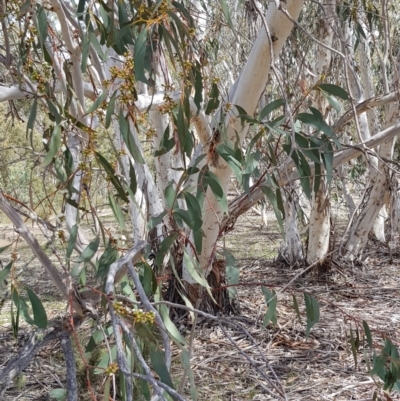 Eucalyptus pauciflora (A Snow Gum) at Corrowong, NSW - 22 Nov 2018 by BlackFlat