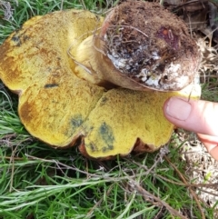 zz bolete at Corrowong, NSW - 26 Nov 2018 by BlackFlat